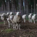 Первый в России центр разведения овец оксфорд-даун создадут в Карелии в 2023 году