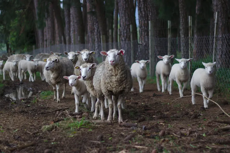 Первый в России центр разведения овец оксфорд-даун создадут в Карелии в 2023 году 