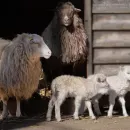 Уникальную породу овец выращивают в Карелии