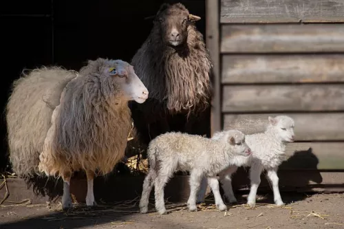 Уникальную породу овец выращивают в Карелии