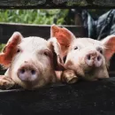 На севере Карелии из-за свиноводов может вспыхнуть эпидемия опасной болезни